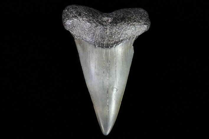 Large, Fossil Mako Shark Tooth - Georgia #75043
